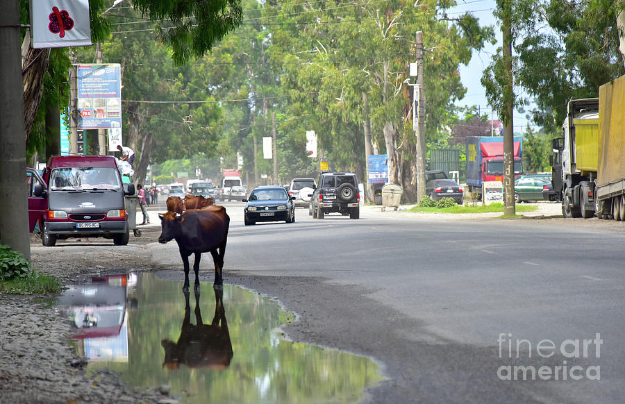 Animal Photograph - Cow #2 by Svetlana Sewell