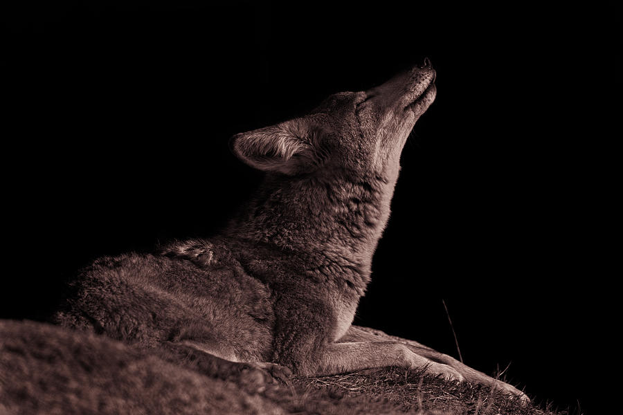 Coyote  #2 Photograph by Brian Cross
