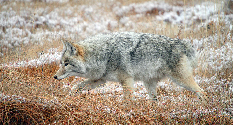 Coyote  in Yellowstone National Park #2 Photograph by Pierre Leclerc Photography