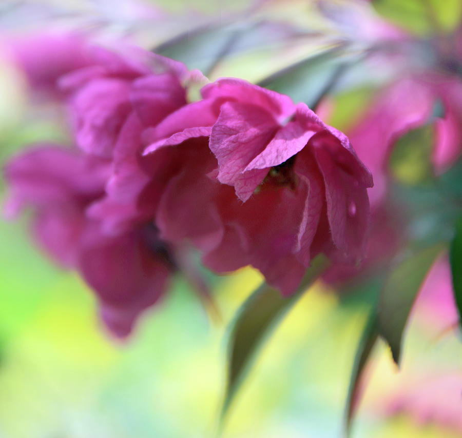 Flower Photograph - Crabapple Blossom #2 by Jessica Jenney