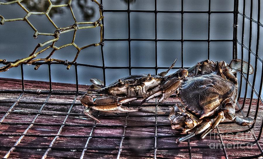 2 Crabs in trap Photograph by Gulf Coast Aerials -