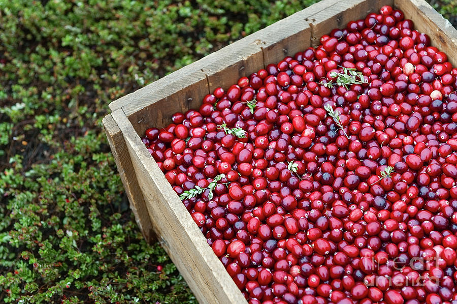 Fruit Photograph - Cranberry Harvest #2 by John Greim