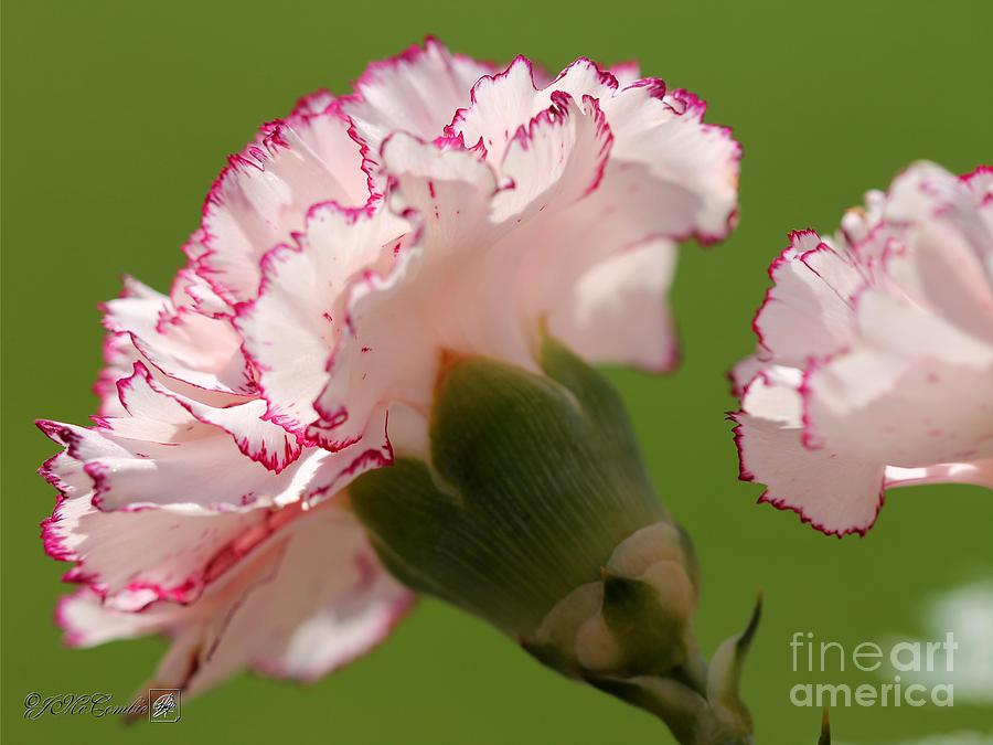 Creamy White With Red Picotee Carnation #1 Photograph by J McCombie