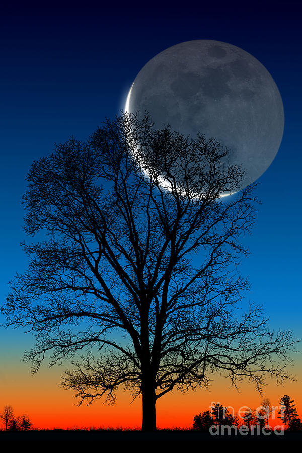 Crescent Moon #2 Photograph by Larry Landolfi