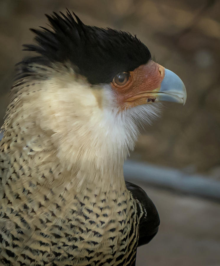 Crested Caracara Photograph by David Pine - Fine Art America