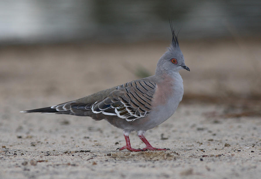 Crested pigeon #2 Photograph by Masami Iida