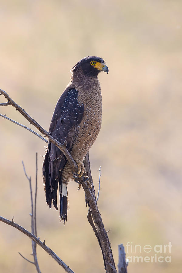 Crested Serpent Eagle, India #2 Photograph by B. G. Thomson
