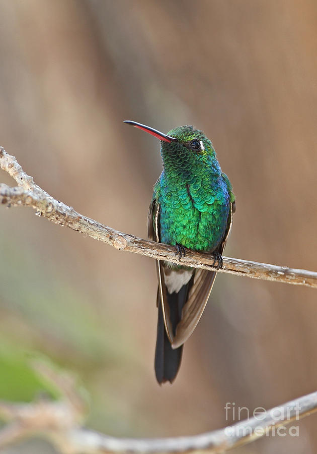 Hummingbird Photograph - Cuban Emerald Hummingbird #2 by Neil Bowman/FLPA