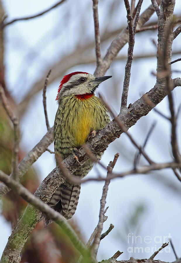 Cuban Green Woodpecker #2 Photograph by Neil Bowman/FLPA