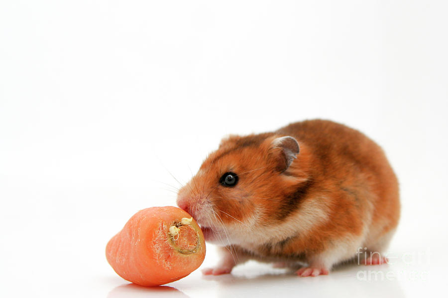 Vegetable Photograph - Curious Hamster #2 by Yedidya yos mizrachi