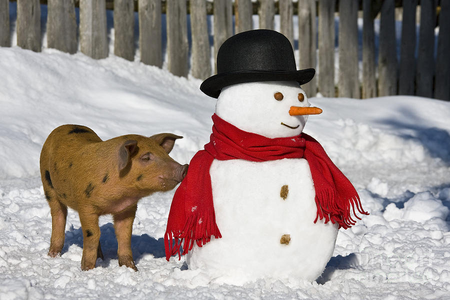Curious Piglet And Snowman #2 Photograph by Jean-Louis Klein & Marie-Luce Hubert