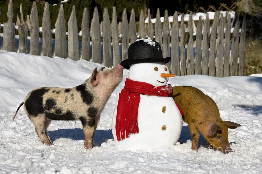 Curious Piglets And Snowman #2 Photograph by Jean-Louis Klein & Marie-Luce Hubert