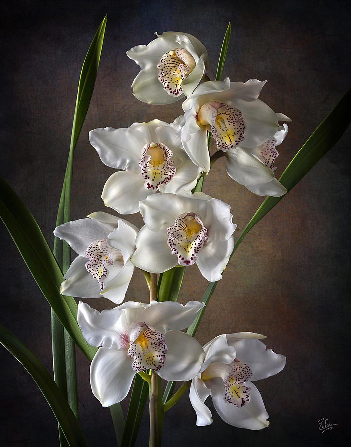 Cymbidium Cluster #2 Photograph by Endre Balogh