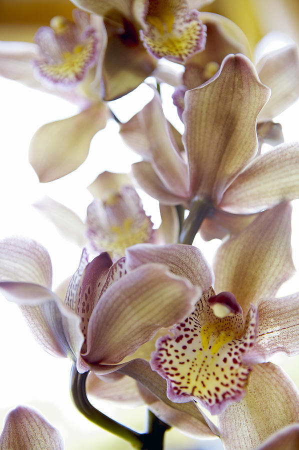 Cymbidium Orchid Flower #2 Photograph by Kyle Rothenborg - Printscapes