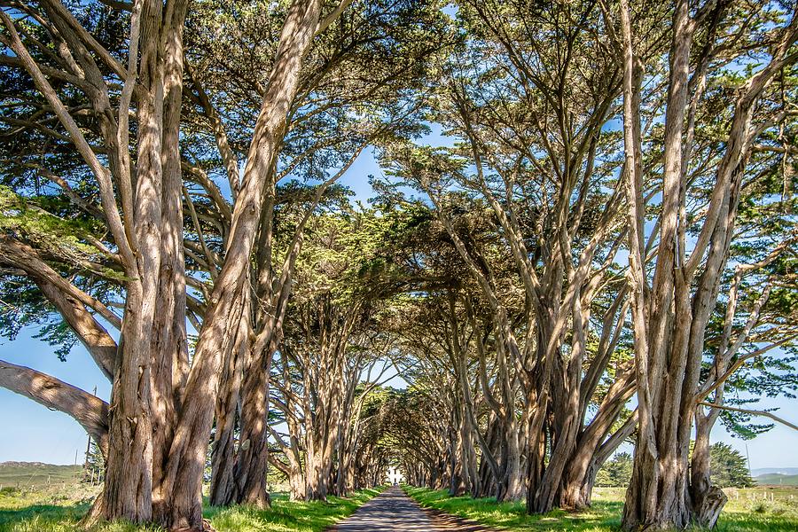 Cypres Tree Tunnel At Point Reyes  National Seashore #2 Photograph by Alex Grichenko