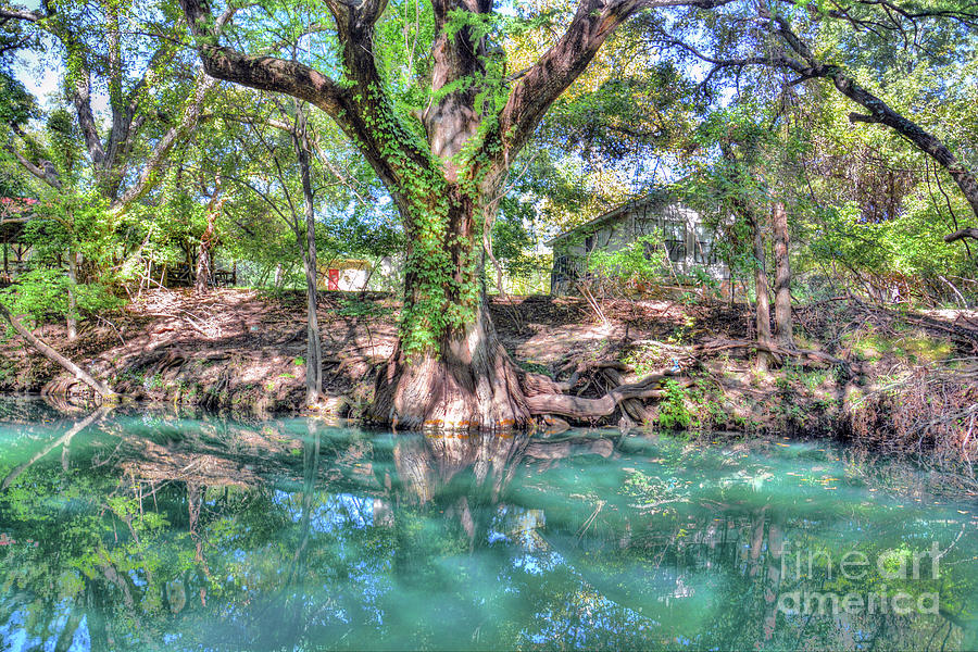 Cypress Creek #1 Photograph by Savannah Gibbs