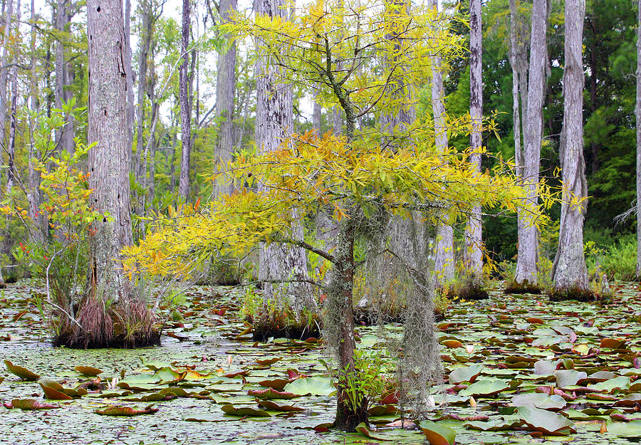 Cypress Gardens #2 Photograph by Ellen Tully