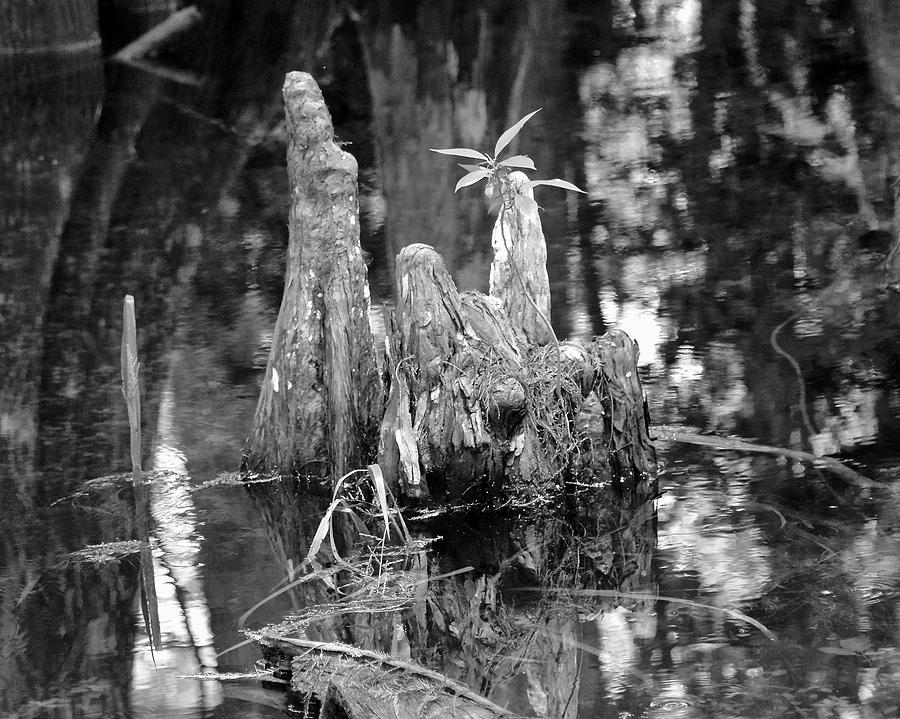 Cypress Knees #2 Photograph by Carol  Bradley