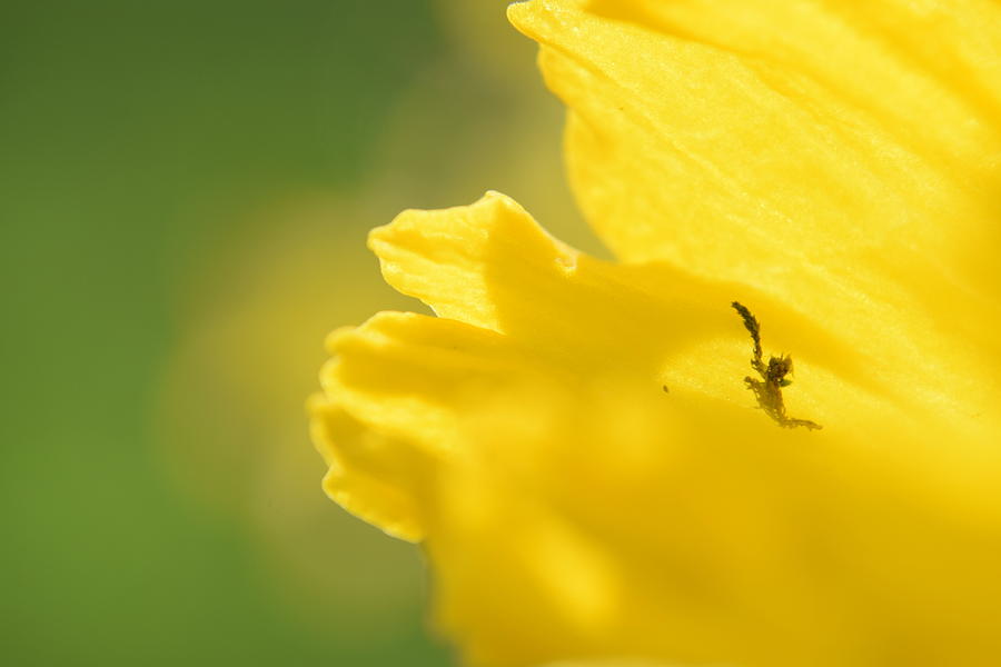 Daffodil #3 Photograph by Curtis Krusie