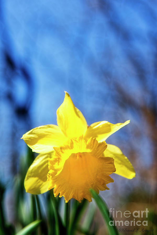 Daffodil #2 Photograph by David Arment