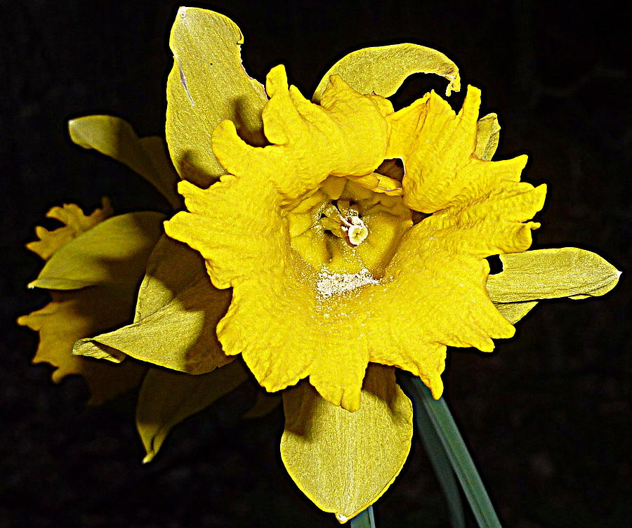 Daffodil #2 Photograph by Lukasz Ryszka