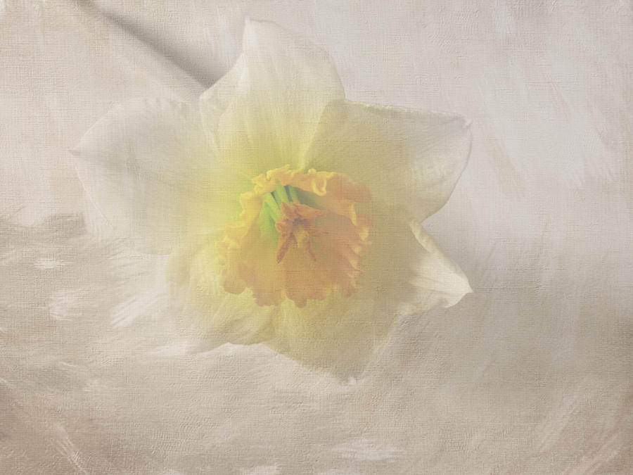Daffodil #2 Photograph by Lynn Bolt