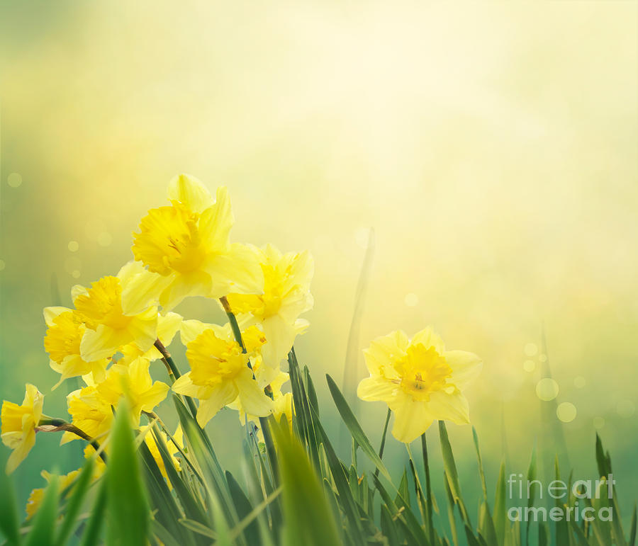 Easter Photograph - Daffodil spring background #2 by Mythja Photography