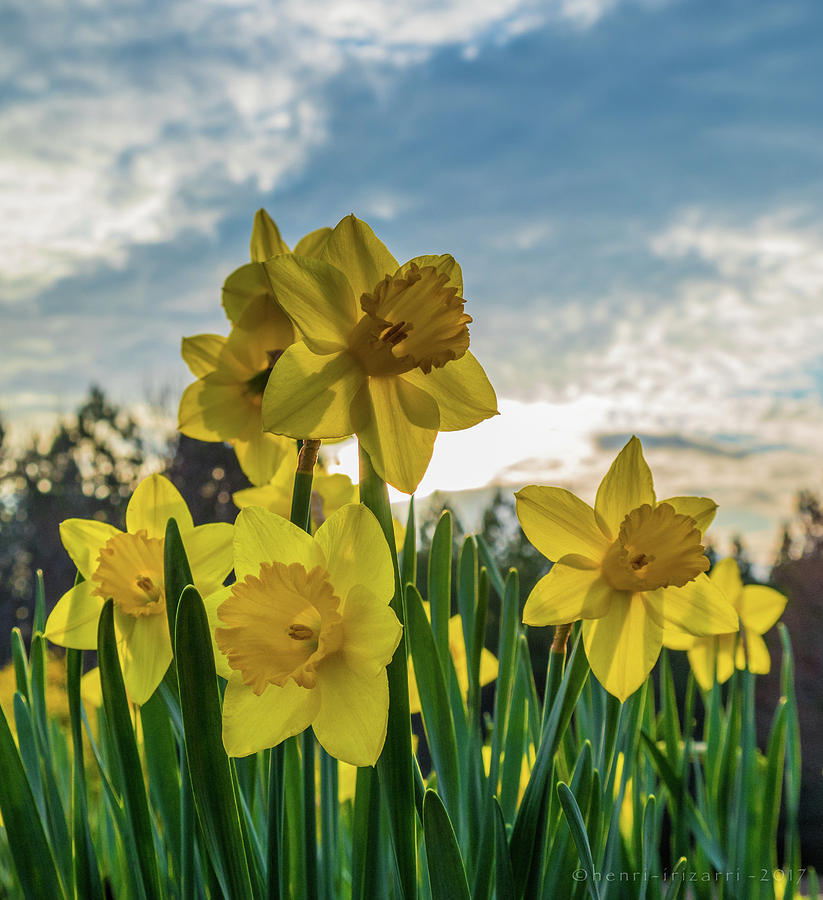 Daffodils #2 Photograph by Henri Irizarri