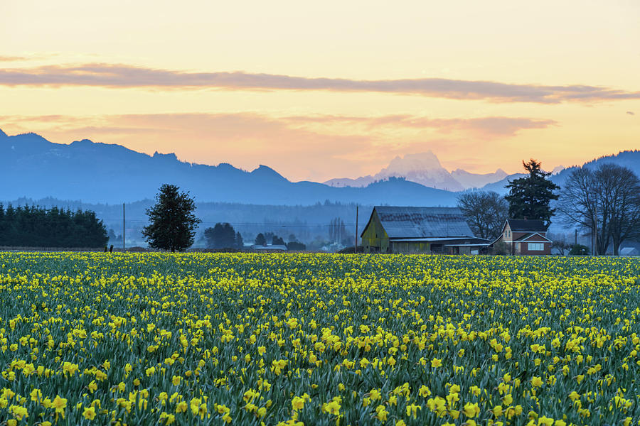 Daffodils In Skagit Valley #2 Digital Art by Michael Lee