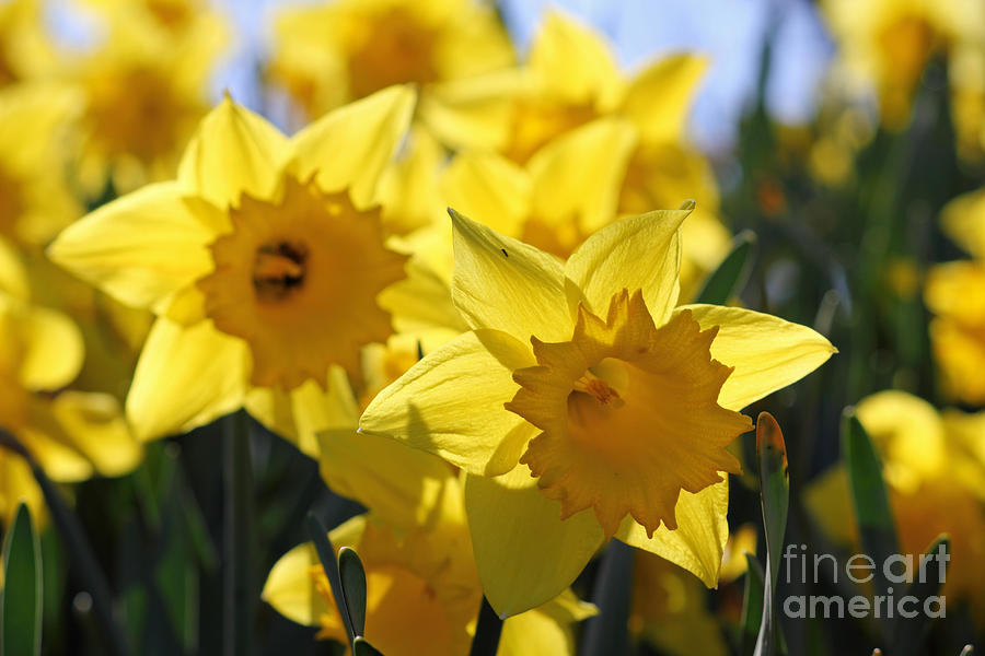 Daffodils in the sunshine #2 Photograph by Julia Gavin