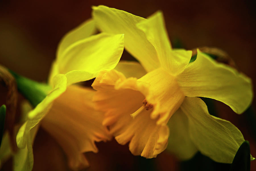 2 Daffodils Photograph by John Harding
