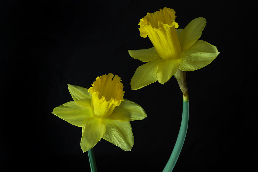 2 Daffodils Photograph by Terence Davis