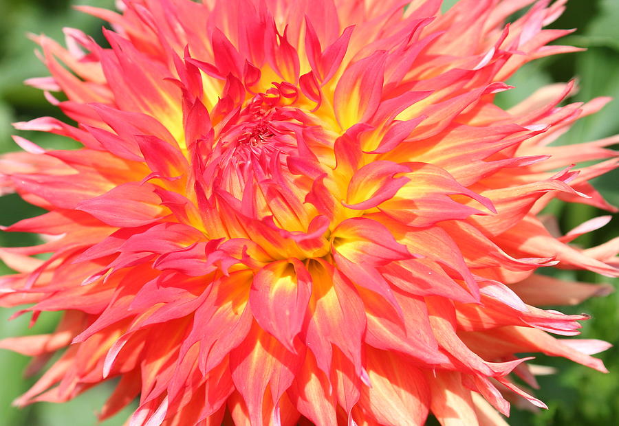 Flower Photograph - Dahlia #2 by DVP Artography