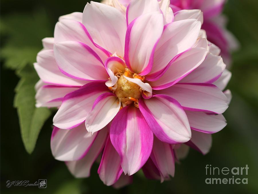 Dahlia named Priceless Pink #1 Photograph by J McCombie
