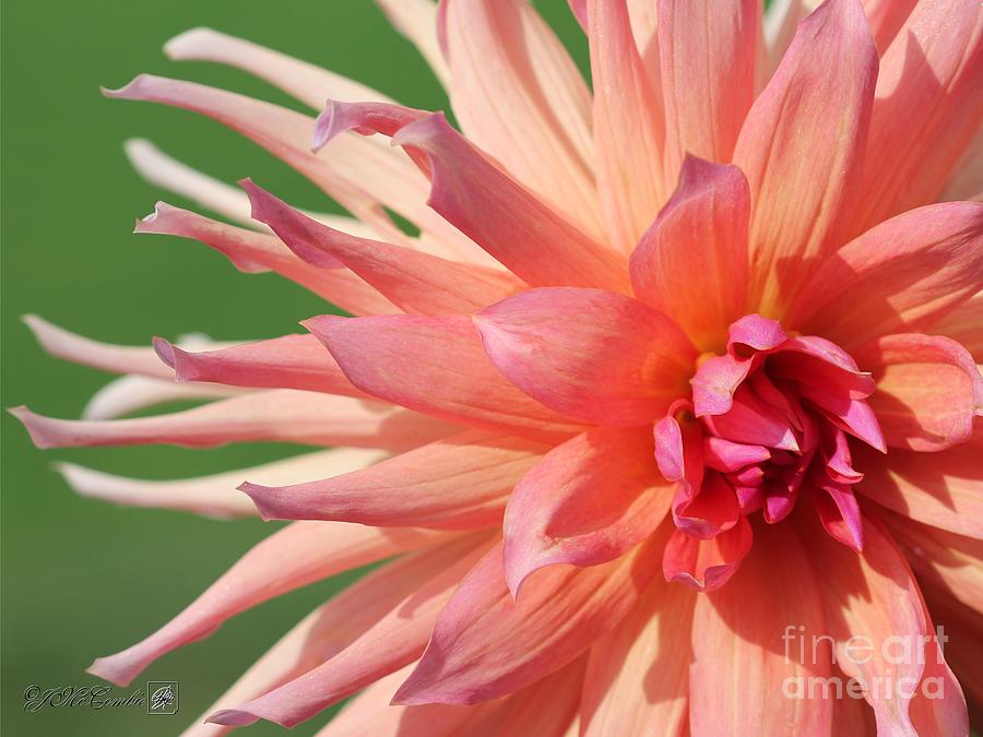 Dahlia named Wyns Pinking of You #1 Photograph by J McCombie