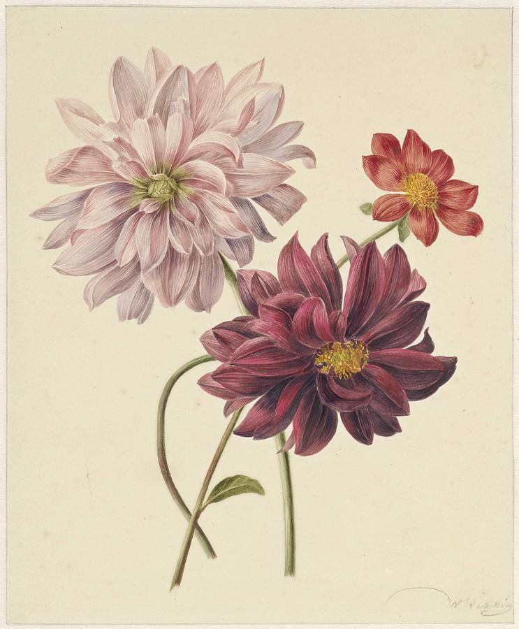 Dahlias, Willem Hekking I, 1835-1904 #2 Painting by Celestial Images