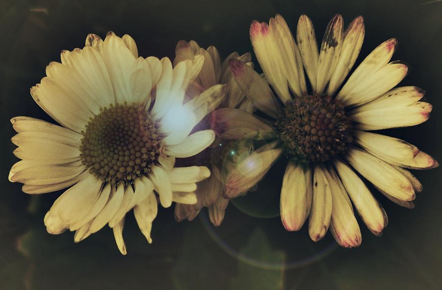 2 Daisies Photograph by Amy Neal