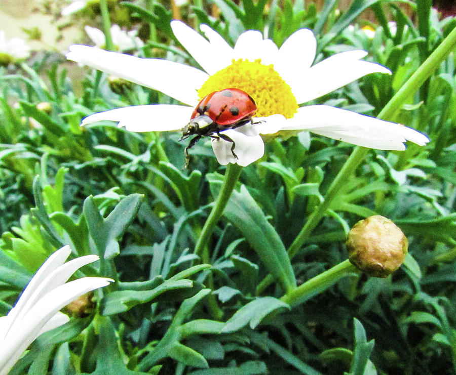 Daisy Photograph - Daisy Flower and Ladybug #2 by Cesar Vieira