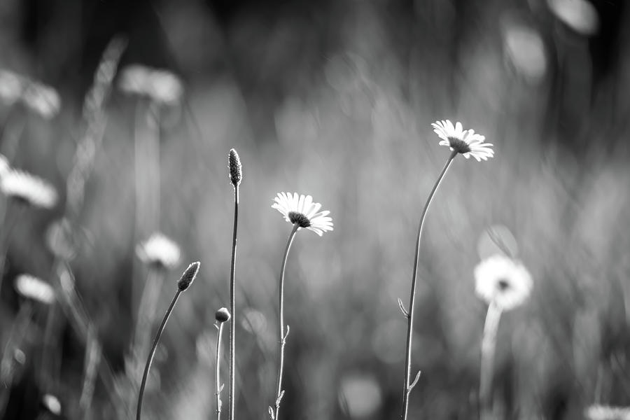 Daisy Flower Bloom On A Meadow In Summer #2 Photograph by Alex Grichenko