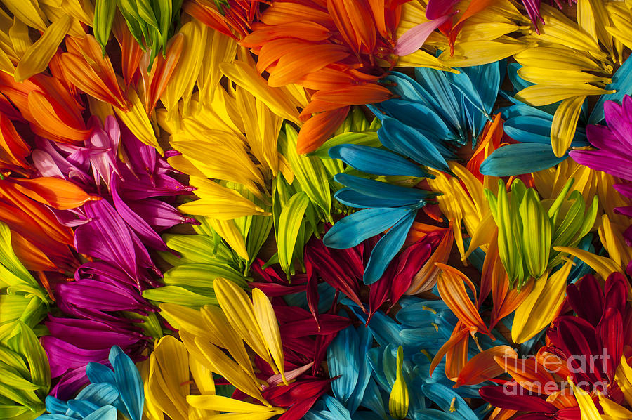 Daisy Petals Abstracts #3 Photograph by Jim Corwin