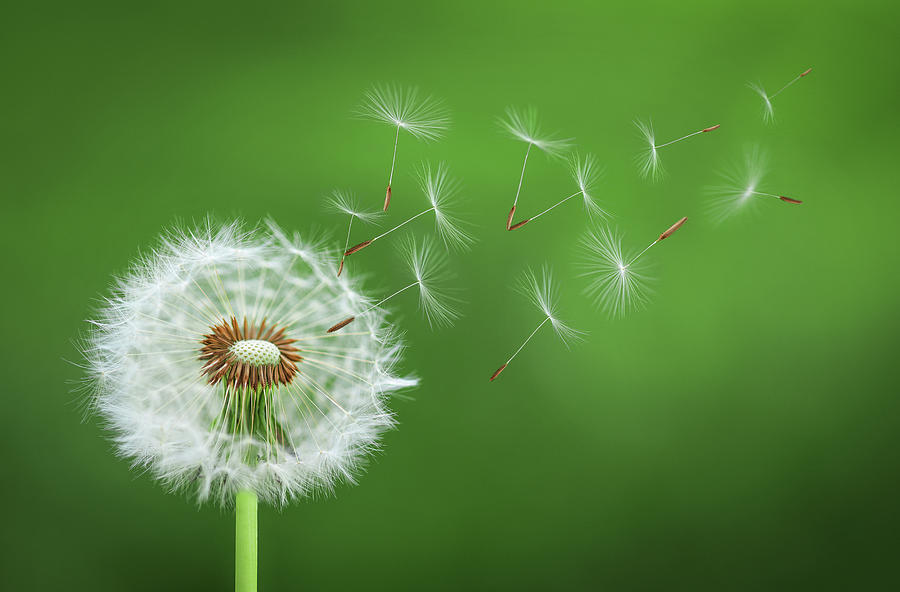 Dandelion Blowing #2 Photograph by Bess Hamiti