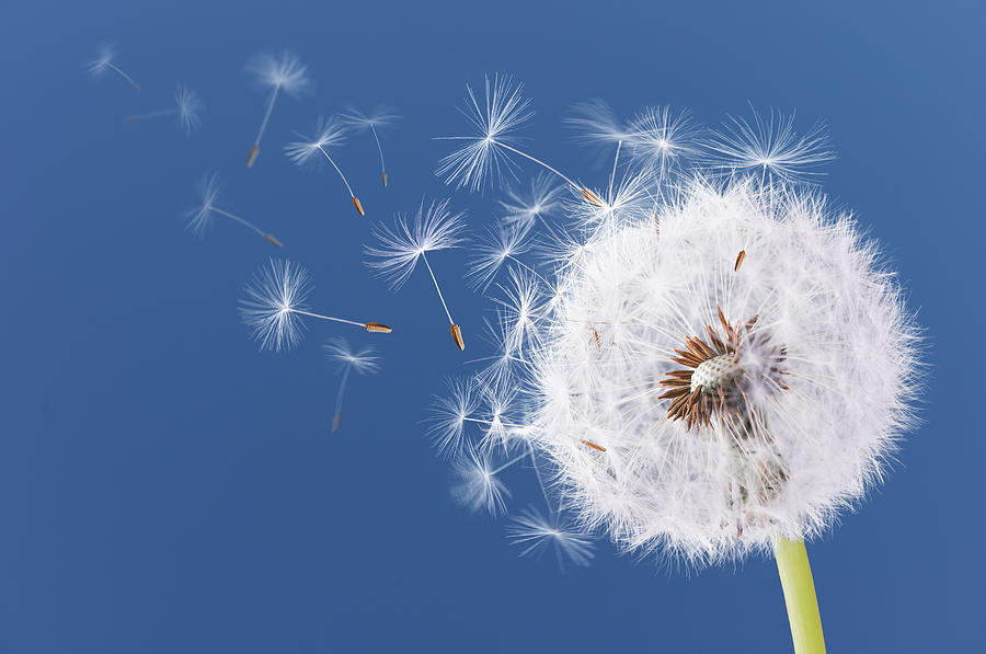 Dandelion flying on blue background #2 Photograph by Bess Hamiti