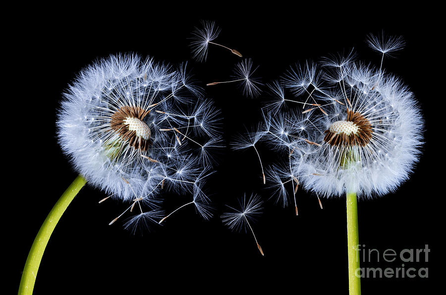 Abstract Photograph - Dandelion on black background #2 by Bess Hamiti