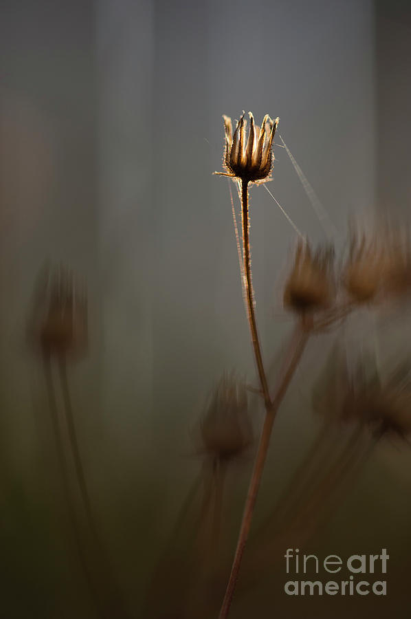 Dandelion Stem Backlit #2 Photograph by Jim Corwin
