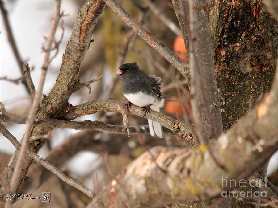 Dark-eyed Junco - Slate-colored race #1 Photograph by J McCombie