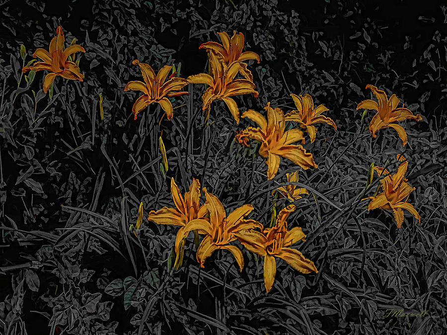 Flower Photograph - Day Lilies #1 by Frank Maxwell