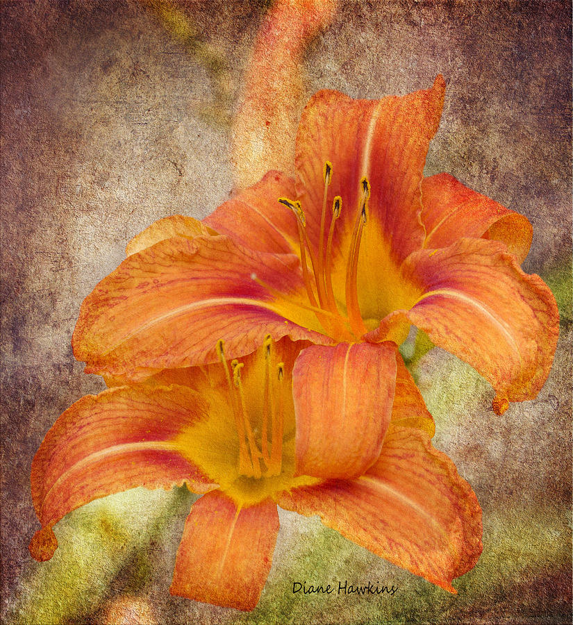Flower Photograph - 2 Daylilys by Diane Hawkins