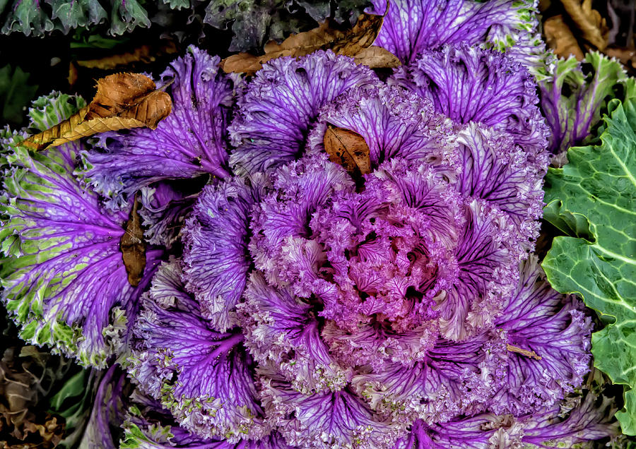 Decorative Cabbage #2 Photograph by Robert Ullmann