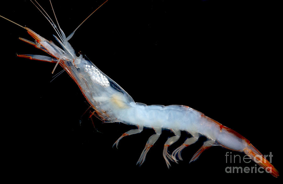 Deep Water Shrimp Photograph by Danté Fenolio - Pixels