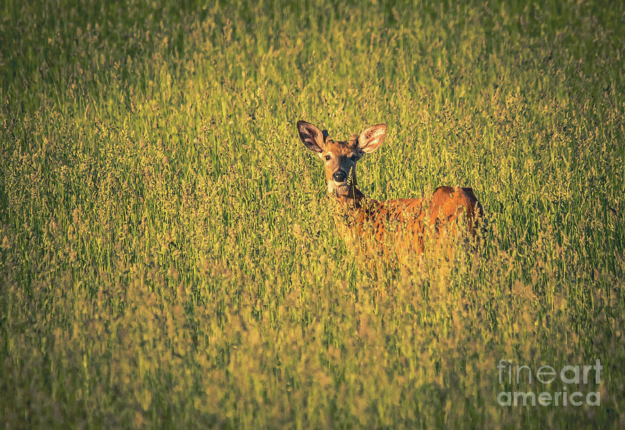 Deer at Dusk #2 Photograph by Cheryl Baxter